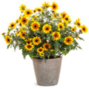 Helianthus Suncredible® Saturn™ (Sunflower)