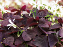 Oxalis Charmed® Wine (Shamrock)