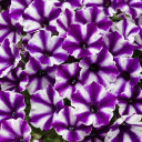 Petunia Supertunia® Mini Vista™ Violet Star