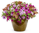 Petunia Supertunia® Priscilla