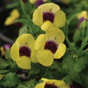 Torenia Catalina® Gilded Grape™ (Wishbone Flower)