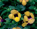 Torenia Catalina® Gilded Grape™ (Wishbone Flower)