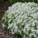 Phlox sub. 'Snowflake'