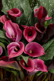 Calla Be My™ Heart (Calla Lily)