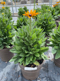 Echibeckia Summerina® Yellow