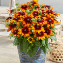 Echibeckia Summerina® Sunreef™