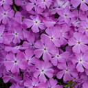Phlox Spring Bling™ Rose Quartz