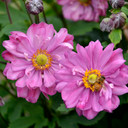 Anemone Fall in Love® 'Sweetly'