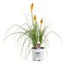 Kniphofia Pyromania® Hot and Cold