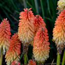 Kniphofia Pyromania® Hot and Cold