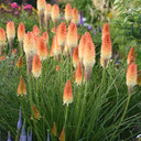 Kniphofia Pyromania® Hot and Cold