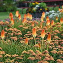 Kniphofia Pyromania® Hot and Cold