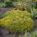 Sedum Rock 'N Low® Yellow Brick Road