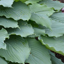 Hosta Shadowland® Diamond Lake