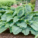 Hosta Shadowland® Diamond Lake