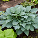 Hosta Shadowland® Diamond Lake