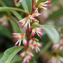 Sarcococca hoo. Sweet & Lo™