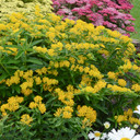 Asclepias Hello Yellow Butterfly Weed