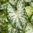 Caladium Heart to Heart® Snow Flurry