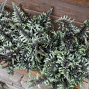 Athyrium Crested Surf (Crested Japanese Painted Fern)