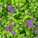 Spiraea Double Play® Dolly™