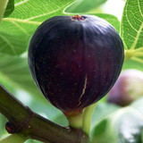 Ficus Violette De Bordeaux (Fig)