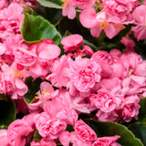 Begonia Double Up™ Pink