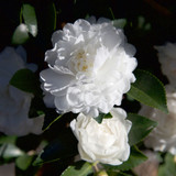 Camellia sas. October Magic® White Shi-Shi™