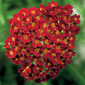 Achillea Desert Eve™ Red