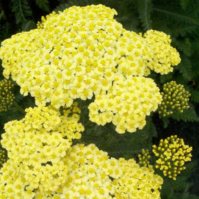 Achillea Sunny Seduction