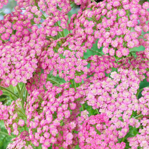 Achillea Tutti Frutti™ Pink Grapefruit