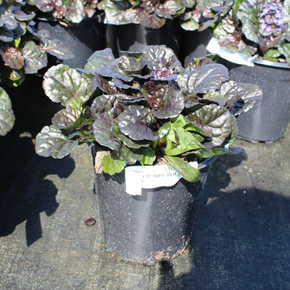 Ajuga Black Scallop