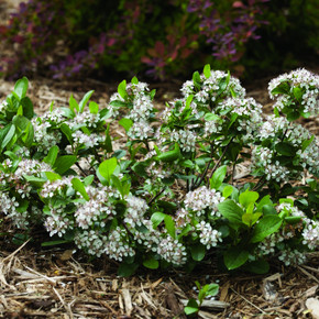 Aronia Low Scape Mound®