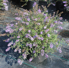 Buddleia Nanho Blue