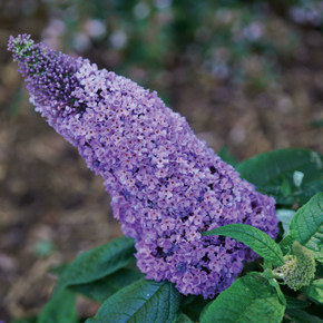 Buddleia Pugster® Amethyst