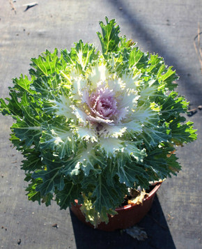 Brassica Coral Prince (Ornamental Kale)