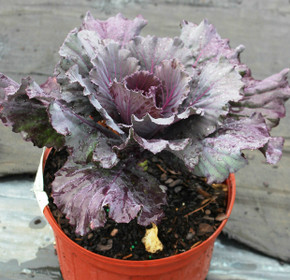 Brassica Osaka Red (Ornamental Cabbage)