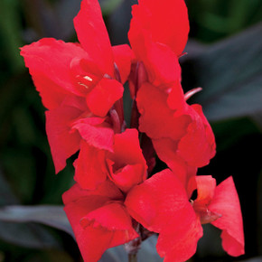 Canna Toucan® Scarlet