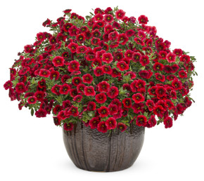 Calibrachoa Superbells® Pomegranate Punch™