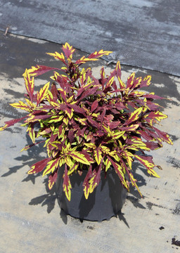 Coleus Flamethrower™ Chipotle