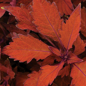 Coleus Flamethrower™ Habanero