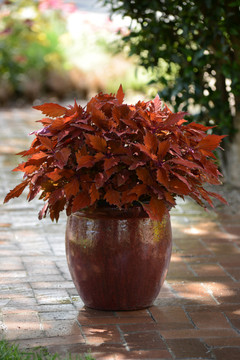 Coleus Flamethrower™ Habanero