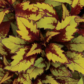 Coleus Flamethrower™ Spiced Curry