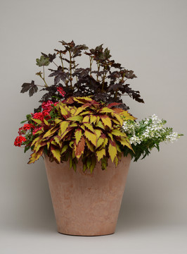 Coleus Flamethrower™ Spiced Curry