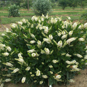 Clethra Sugartina®