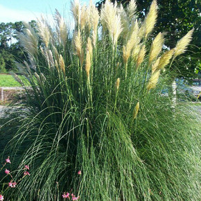 Cortaderia Pumila (Pampas Grass)