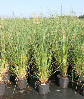 Cortaderia Pumila (Pampas Grass)