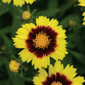 Coreopsis UpTick™ Yellow & Red