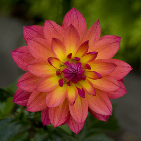 Dahlia Firepot