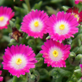 Delosperma Jewel of Desert Amethyst